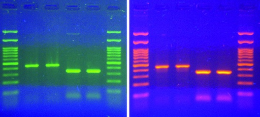 [Eletro3ks237] Midori Green Advance DNA Stain